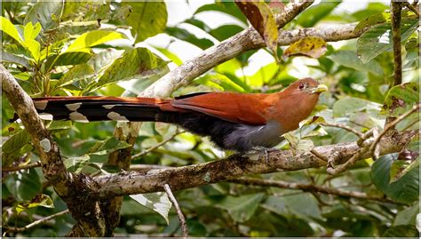 The Squirrel Cuckoo - A Highly Distinguishable Bird With A Mind-Blowing 14 Sub-Species - Things ...