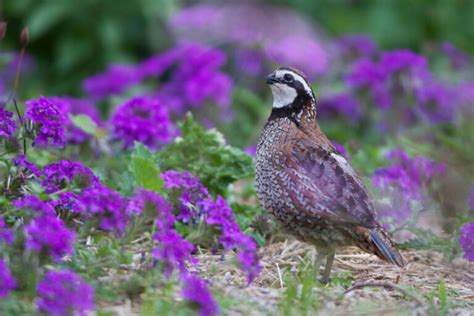 Virginia Quail: Discover the Enchanting World of These Birds