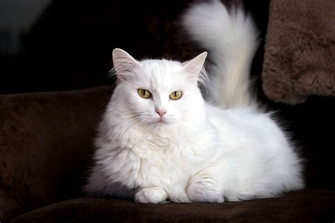 Turkish Angora Cat: Breed Info, Pictures, Temperament & Traits | Hepper