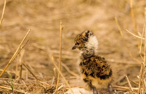 Lapwing Symbolism & Meaning (+Totem, Spirit & Omens) - World Birds