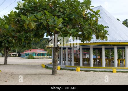 Fales, communal houses, breadfruit tree, Manase village, Savai'i Island, Western Samoa Stock ...