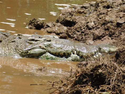 Surprising #1 Predator of Crocodiles! - Our Carpe Diem