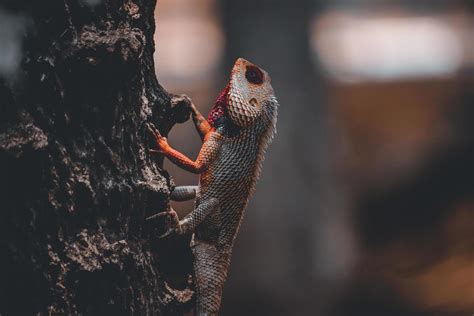 Lizard on tree 2883324 Stock Photo at Vecteezy