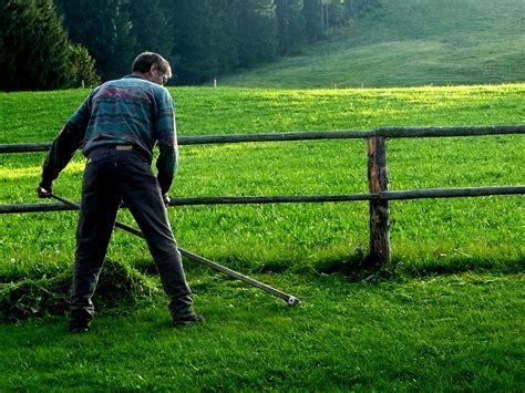 mow, scythe, agriculture, grass, green color, one person, plant, real ...