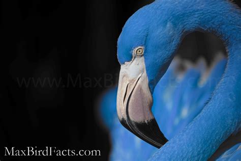 Why Are Flamingos Blue – When That’s Impossible – Welcome to MaxBirdFacts.com!!!