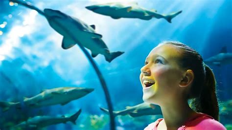 SeaWorld Orlando Animals: A Complete Guide to the Marine Park