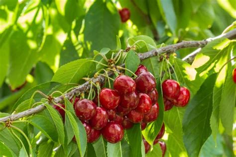 The Benton Cherry Tree - Minneopa Orchards