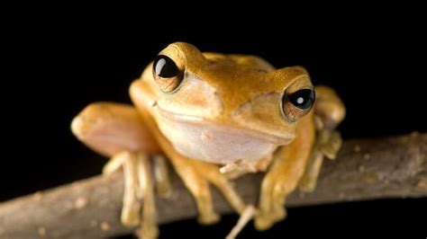 Are Amphibians Vertebrates? - AMPHIPEDIA