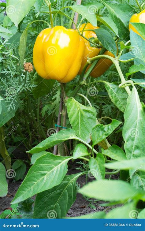 Yellow Bell Pepper Plant Royalty Free Stock Image - Image: 35881366