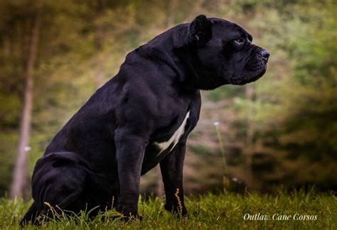 Outlaw Cane Corso- Cane Corso Breeders - ”True” Cane Corso.