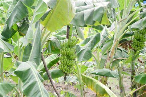 Indian-origin Researcher Turns Banana Plant Into Packaging Material