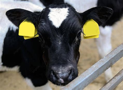 Adorable Holstein Calf At Pennsylvania Dairy Farm Holstein Cow Background Looking Photo And ...