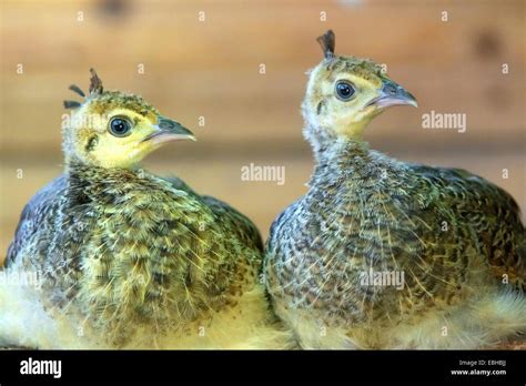 Common peafowl, Indian peafowl, blue peafowl (Pavo cristatus), two chicks rest, Germany, North ...