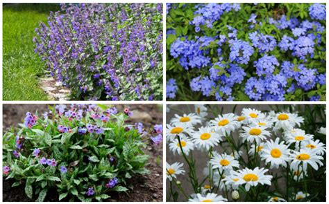 Top 25 Border Perennials For Full Sun