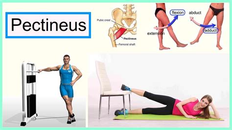 Pectineus Strengthening Exercises