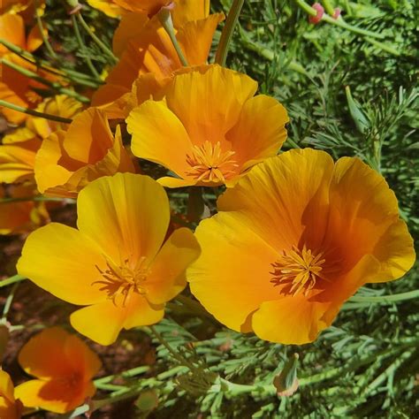 California Poppy, Golden West (Organic) - Adaptive Seeds