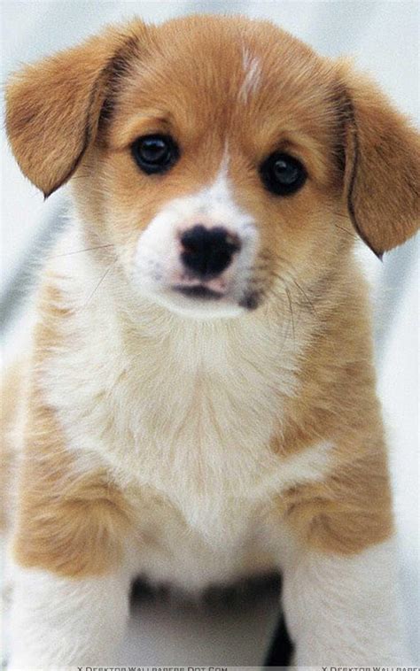 Puppy Wallpaper - Best Puppy Wallpapers HD APK do pobrania na Androida