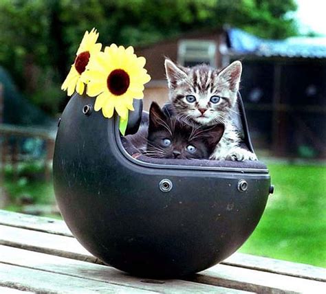 Kittens and sunflowers, kitten, cat, sunflower, flower HD wallpaper | Pxfuel