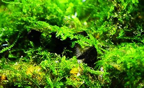 Greenpro Java Moss Live Freshwater Aquarium Plants Easy Ready to Grow ...