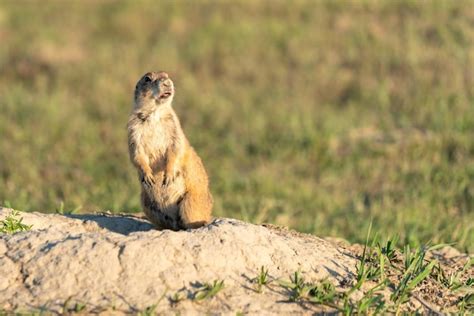 Premium Photo | Graceful squirrel in a natural habitat wildlife in ...