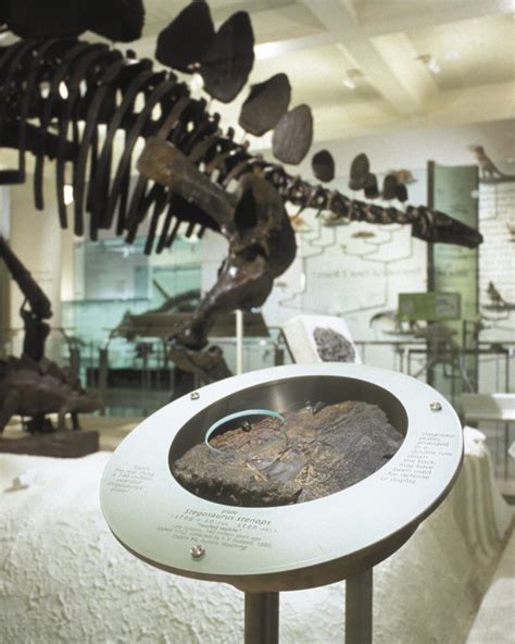 Fossil Halls, American Museum of Natural History - Ralph Appelbaum ...