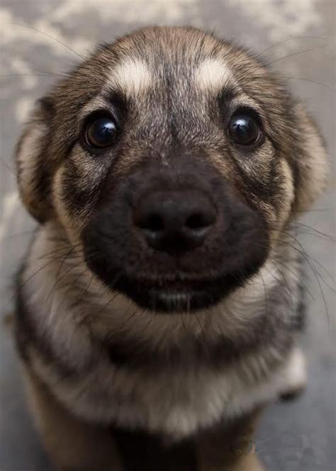 Cute Overload: German Shepherd Puppy Cute Eyes