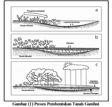 Tanah Gambut | Free Learning