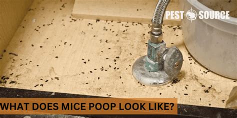 What Does Mice Poop Look Like? - Pest Source