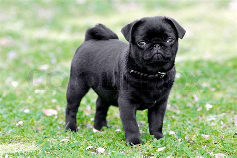 A black pug puppy | Stock image | Colourbox