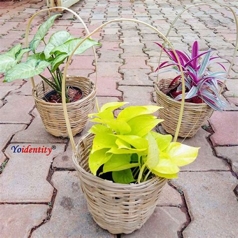 Indoor Plant (Gifts) | Indoor plant gifts, Plant gifts, Plants