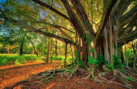 The Sanctity of the Banyan Tree in Hinduism