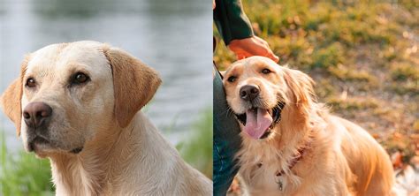 Labrador Retriever vs Golden Retriever | DogsGossip.com