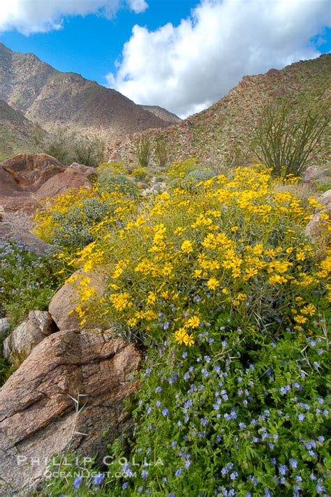 Photos of Wildflowers at Anza Borrego Desert State Park – Natural ...