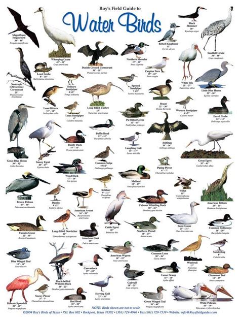 Roy's Salwater Fish and Water Birds Posters | Pet birds, Backyard birds watching, Backyard birds