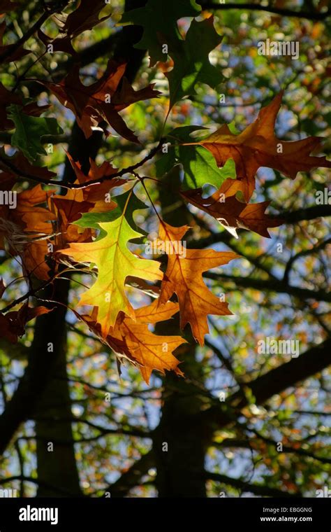 Pin Oak Leaves Stock Photo - Alamy