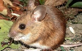 Field Mice - Pets Cute and Docile