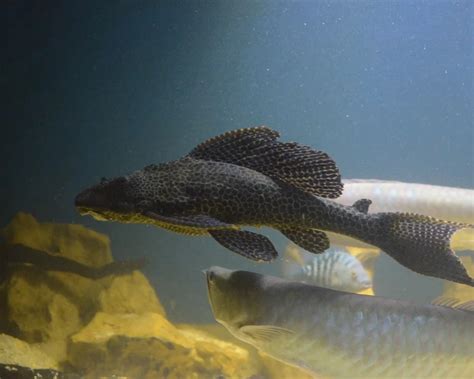 Hypostomus plecostomus - Facts, Diet, Habitat & Pictures on Animalia.bio