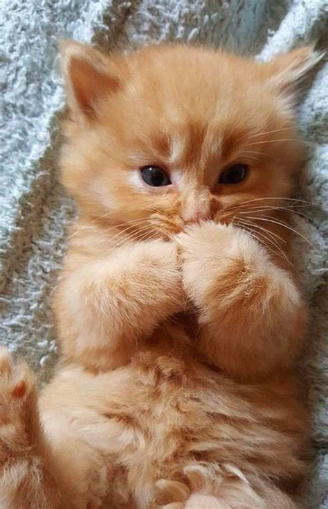 Mignon chaton | Cute animals, Kittens cutest, Cute baby animals