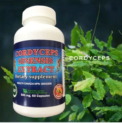 Cordyceps – Sagee Wellness