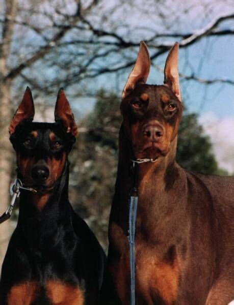 Doberman Pinscher - The Best Breed