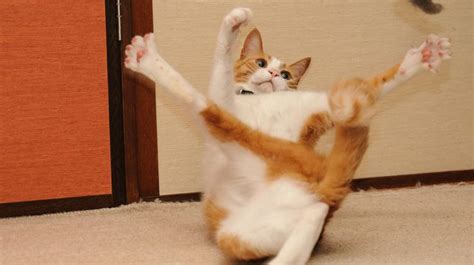 Moment of Meow: Goofy Cats | Cats, Animals, Cat love