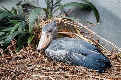 Shoebill Stork - Facts and Beyond | Biology Dictionary