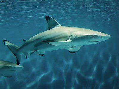 Blacktip Reef Shark | Online Learning Center | Aquarium of the Pacific