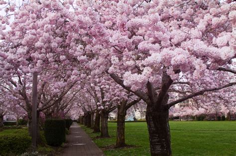 Cherry Blossom Trees Royalty-Free Stock Photo