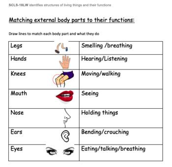 Human Body Parts List And Their Functions