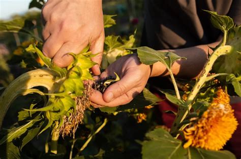 How To Harvest Sunflower Seeds After Blooming