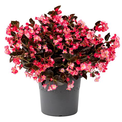 Viking Pink on Chocolate Begonia Seeds - Annual Flower Seeds