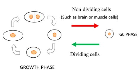 Schematic diagram of fission yeast cells in multiplicative phase (left ...