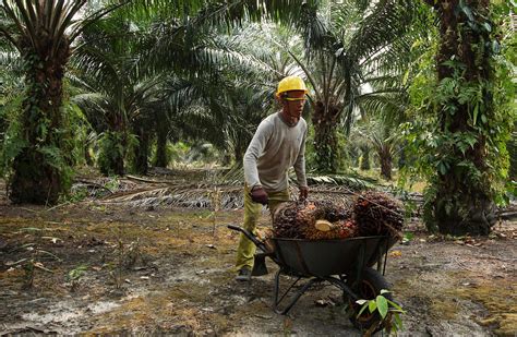 Asian Biofuel Motorists Drive Palm-Oil Prices Higher - WSJ