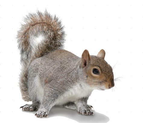 Collection of Squirrel PNG HD. | PlusPNG